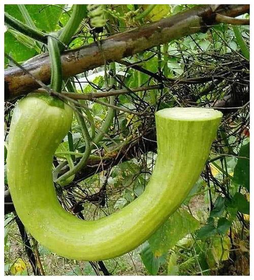 座等吃瓜是什么意思