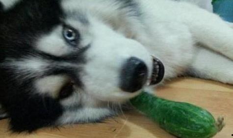 二哈吃瓜娱乐,揭秘娱乐圈那些不为人知的幕后故事